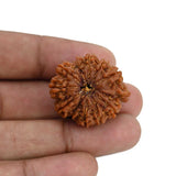 Natural 11 Mukhi Rudraksha (Nepal)