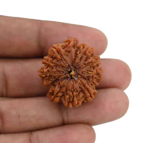 Natural 11 Mukhi Rudraksha (Nepal)