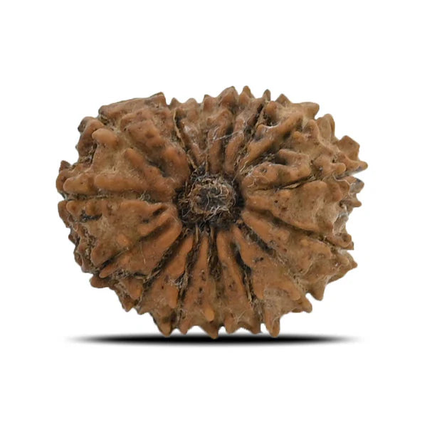 Natural 15 Mukhi Rudraksha (Nepali)