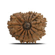 Natural 15 Mukhi Rudraksha (Nepali)