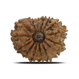 Natural 15 Mukhi Rudraksha (Nepali)