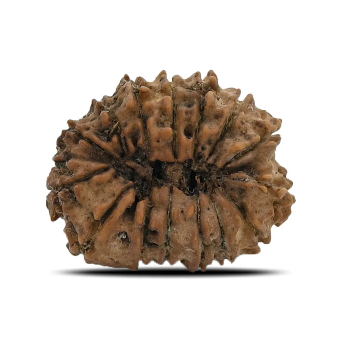 Natural 15 Mukhi Rudraksha (Nepali)