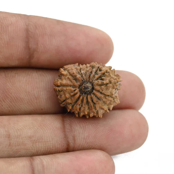 Natural 15 Mukhi Rudraksha (Nepali)