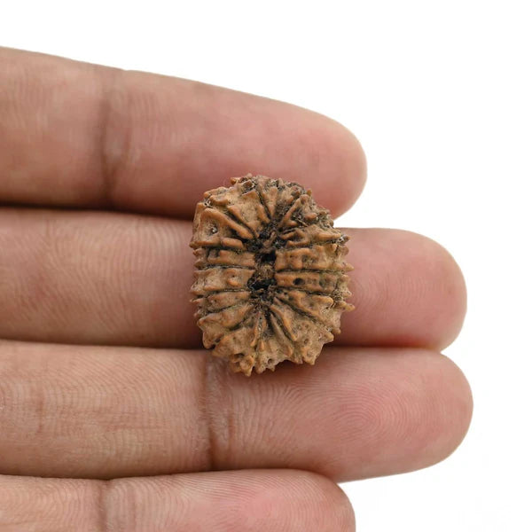 Natural 15 Mukhi Rudraksha (Nepali)