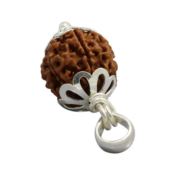 Natural 7 Mukhi Rudraksha (Nepali)
