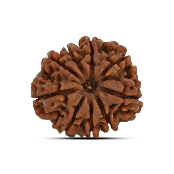 Natural 9 Mukhi Rudraksha (Nepali)