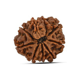 Natural 9 Mukhi Rudraksha (Nepali)