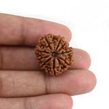 Natural 9 Mukhi Rudraksha (Nepali)