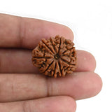 Natural 9 Mukhi Rudraksha (Nepali)