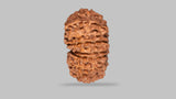 Natural 14 Mukhi Rudraksha (Nepali)