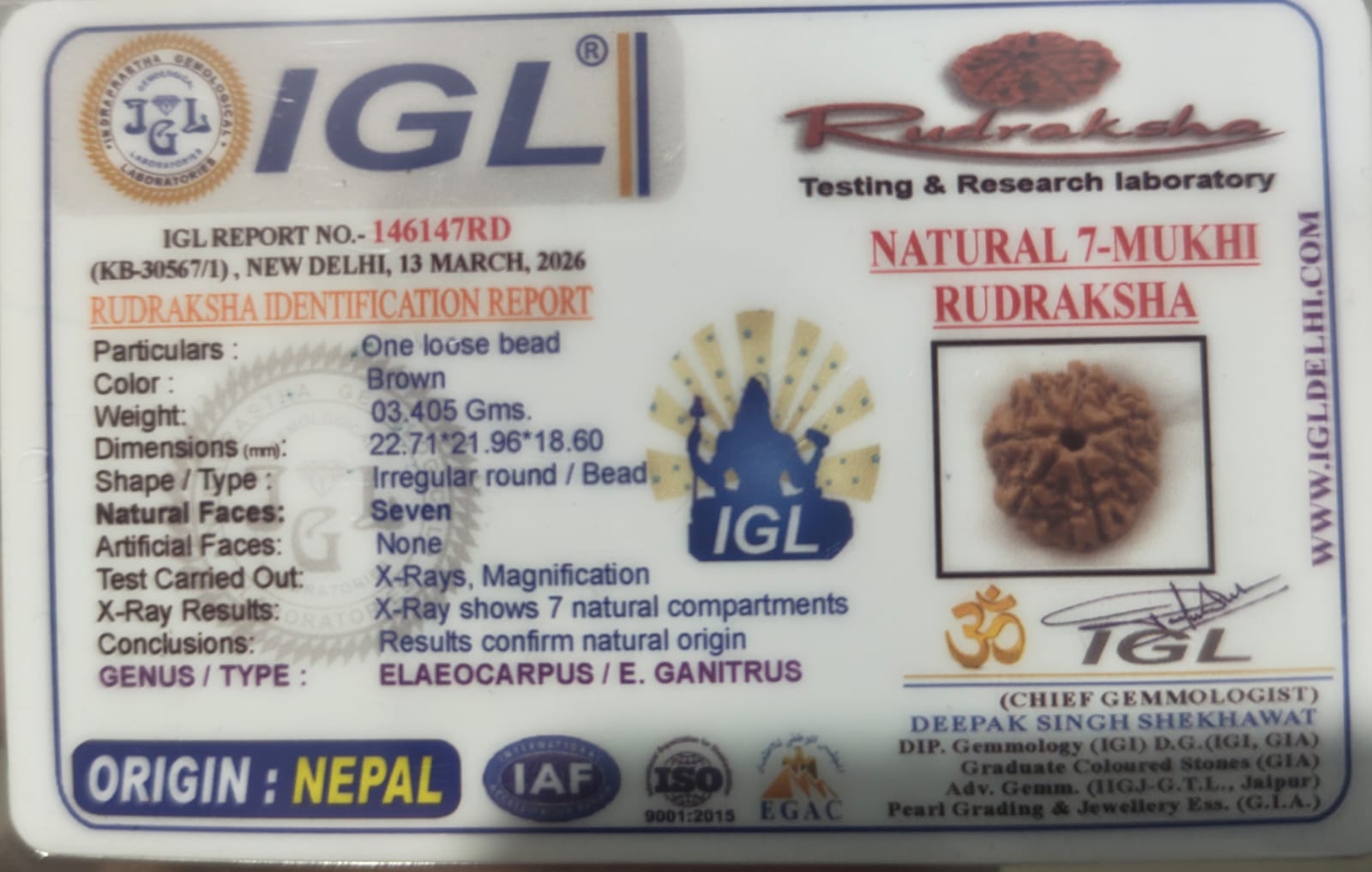 Natural 7 Mukhi Rudraksha (Nepali)