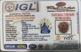 Natural 7 Mukhi Rudraksha (Nepali)