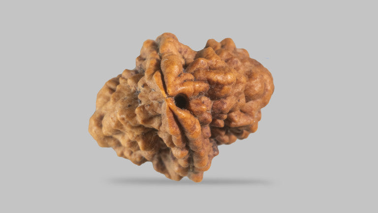 Natural 2 Mukhi Rudraksha (  Indian )