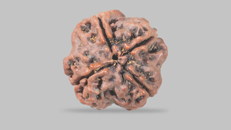 Natural 4 Mukhi Rudraksha (Nepali)