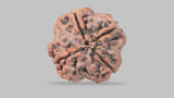 Natural 4 Mukhi Rudraksha (Nepali)