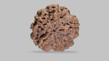 Natural 5 Mukhi Rudraksha (Nepali)