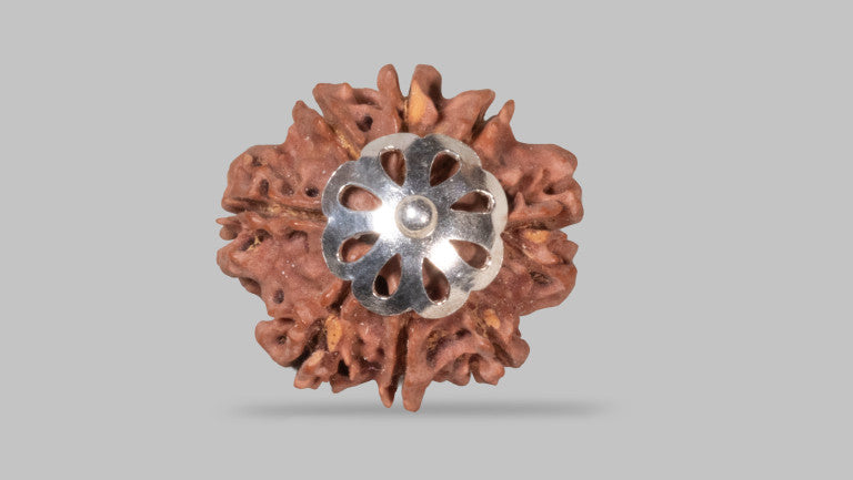 Natural 8 Mukhi Rudraksha (Nepali)