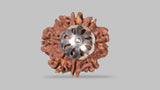 Natural 8 Mukhi Rudraksha (Nepali)