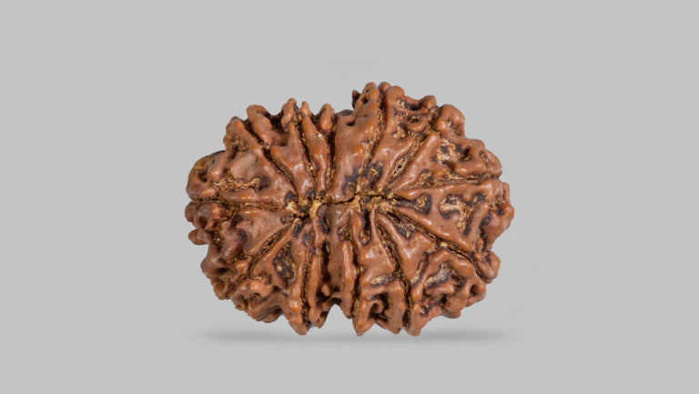 Natural 12 Mukhi Rudraksha (Nepali)