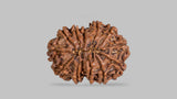 Natural 12 Mukhi Rudraksha (Nepali)