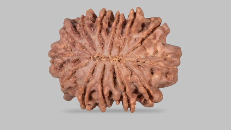Natural 13 Mukhi Rudraksha (Nepali)