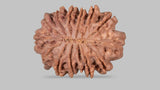 Natural 13 Mukhi Rudraksha (Nepali)