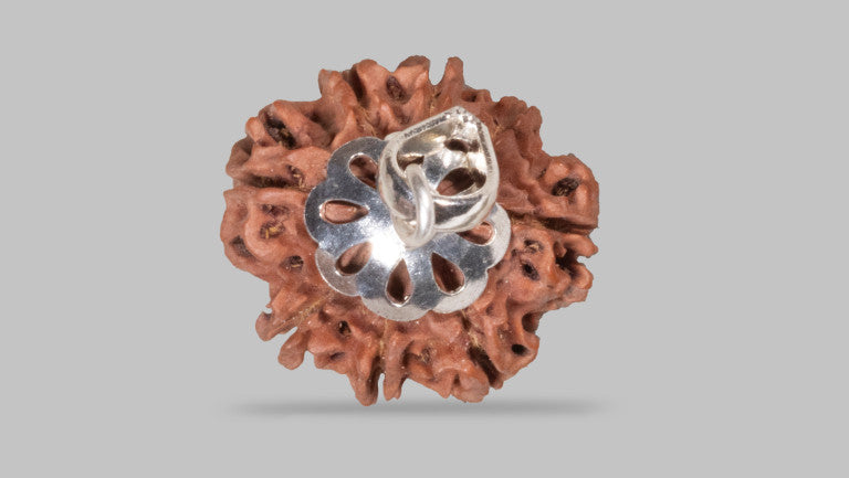 Natural 8 Mukhi Rudraksha (Nepali)