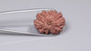 Natural 13 Mukhi Rudraksha (Nepali)