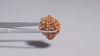 Natural 2 Mukhi Rudraksha (  Nepali  )