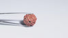 Natural 6 Mukhi Rudraksha (Nepali)