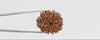 Natural 11 Mukhi Rudraksha (Nepal)