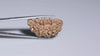 Natural 1 Mukhi Rudraksha Savar ( Indian )