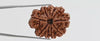 Natural 10 Mukhi Rudraksha (Nepali)