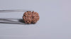 Natural 12 Mukhi Rudraksha (Nepali)