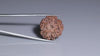 Natural 5 Mukhi Rudraksha (Nepali)