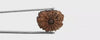 Natural 15 Mukhi Rudraksha (Nepali)
