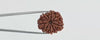Natural 9 Mukhi Rudraksha (Nepali)