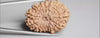 Natural 16 Mukhi Rudraksha (Nepali)