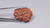 Natural 14 Mukhi Rudraksha (Nepali)