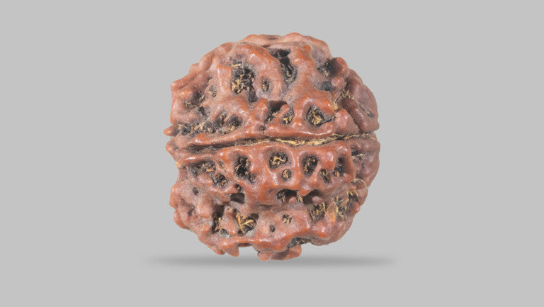 Natural 4 Mukhi Rudraksha (Nepali)