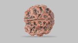 Natural 4 Mukhi Rudraksha (Nepali)