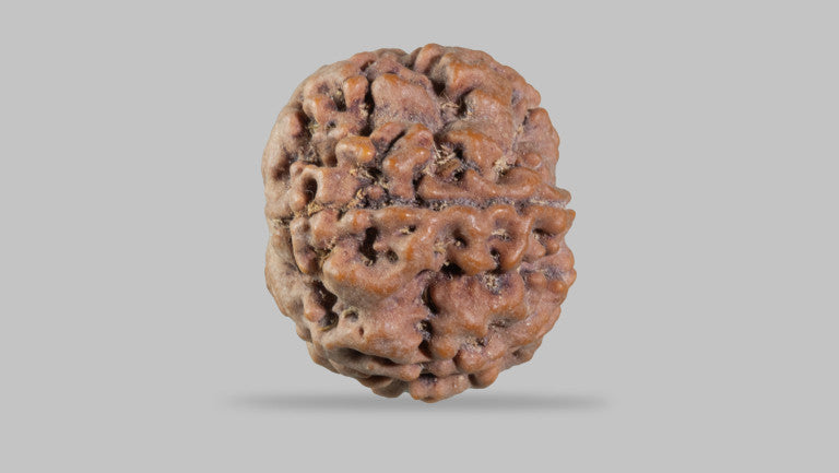 Natural 5 Mukhi Rudraksha (Nepali)