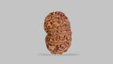 Natural 12 Mukhi Rudraksha (Nepali)