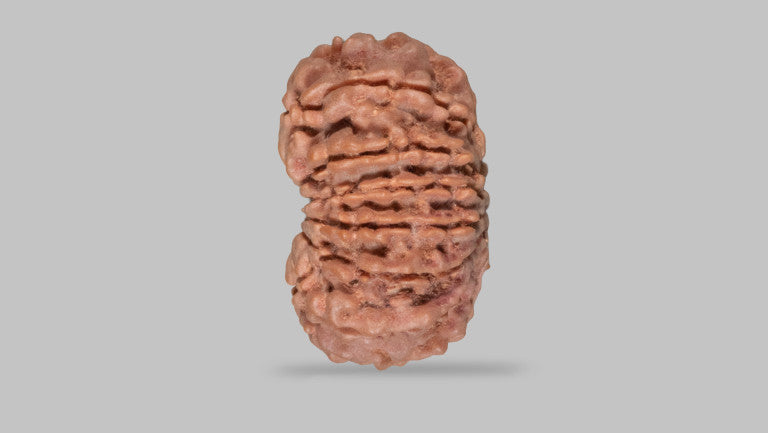 Natural 13 Mukhi Rudraksha (Nepali)