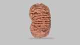 Natural 13 Mukhi Rudraksha (Nepali)