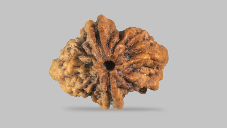 Natural 2 Mukhi Rudraksha (  Indian )